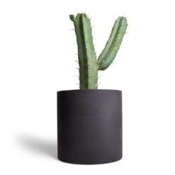 Myrtillocactus Geometrizans - Blue Myrtle Cactus 16 Myrtillocactus Geometrizans - Blue Myrtle Cactus -Indoor Plants Store Myrtillocactus geometrizans Blue Myrtle Cactus 17x50cm Puk Plant Pot Black Washed 25x25cm