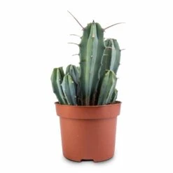 Myrtillocactus Geometrizans - Blue Myrtle Cactus 20 Myrtillocactus Geometrizans - Blue Myrtle Cactus -Indoor Plants Store Myrtillocactus geometrizans Blue Myrtle Cactus