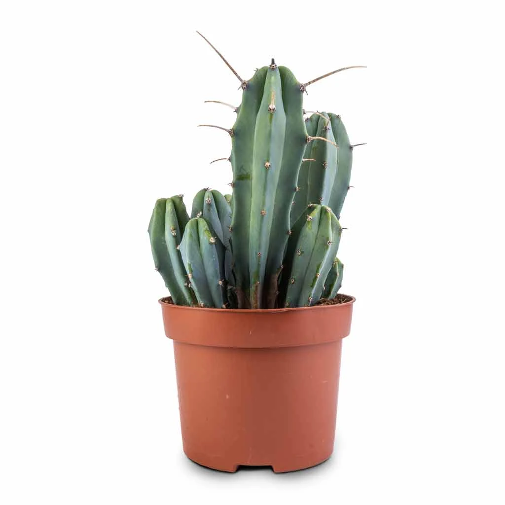 Myrtillocactus Geometrizans - Blue Myrtle Cactus 11 Myrtillocactus Geometrizans - Blue Myrtle Cactus - Image 9