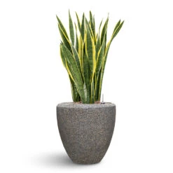 Naturescast Couple Planter - Grey 11 Naturescast Couple Planter - Grey -Indoor Plants Store Naturescast Couple Planter Grey Sanseveria