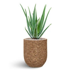 Naturescast Straight Couple Planter - Natural -Indoor Plants Store Naturescast Couple Straight Planter Natural Aloe