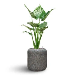Naturescast Cylinder Planter - Grey -Indoor Plants Store Naturescast Cylinder Planter Alocasia