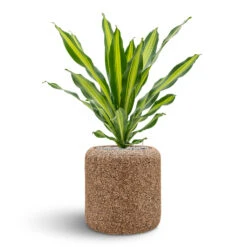 Naturescast Cylinder Planter - Natural -Indoor Plants Store Naturescast Cylinder Planter Burley