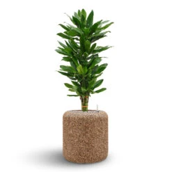 Naturescast Cylinder Planter - Natural -Indoor Plants Store Naturescast Cylinder Planter Cinthro