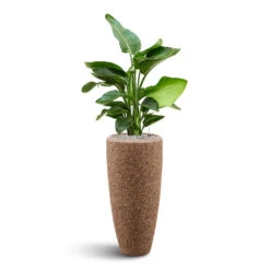 Naturescast Partner Planter - Natural -Indoor Plants Store Naturescast Partner Planter strelitzia