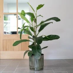 Nella Plant Pot - Forest -Indoor Plants Store Nella Forest 7