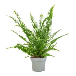 Nephrolepis Exaltata Bostoniensis - Boston Fern -Indoor Plants Store Nephrolepis exaltata Bostoniensis Boston Fern 12x30cm 2