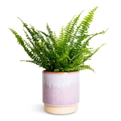 Copenhagen Plant Pot - Pink -Indoor Plants Store Nephrolepis exaltata Bostoniensis Boston Fern 12x30cm Copenhagen Plant Pot Pink 15.5x16cm