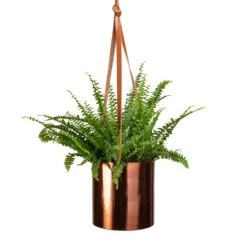 Nephrolepis Exaltata Bostoniensis - Boston Fern -Indoor Plants Store Nephrolepis exaltata Bostoniensis Boston Fern 12x30cm Floro Hanging Plant Pot Copper 15x15cm 094f911e fd2a 4f09 865b c99959fc1f2f