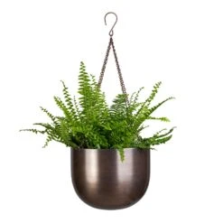 Mayfair Hanging Plant Pot - Mocha 14 Mayfair Hanging Plant Pot - Mocha -Indoor Plants Store Nephrolepis exaltata Bostoniensis Boston Fern 12x30cm Mayfair Hanging Plant Pot Mocha 21x16cm
