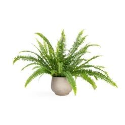 Nephrolepis Exaltata Bostoniensis - Boston Fern -Indoor Plants Store Nephrolepis exaltata Bostoniensis Boston Fern 12x30cm Mini Pixie Plant Pot Grey Washed 18x15cm