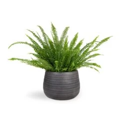 Nephrolepis Exaltata Bostoniensis - Boston Fern -Indoor Plants Store Nephrolepis exaltata Bostoniensis Boston Fern 17x40cm Angle Darcy Plant Pot Anthracite 34.5x24cm b31a6d94 7ed6 449d 955f 00135db4be5d
