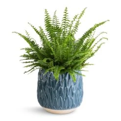 Nephrolepis Exaltata Bostoniensis - Boston Fern -Indoor Plants Store Nephrolepis exaltata Bostoniensis Boston Fern 17x40cm Arles Leaf Plant Pot Teal 20x20cm