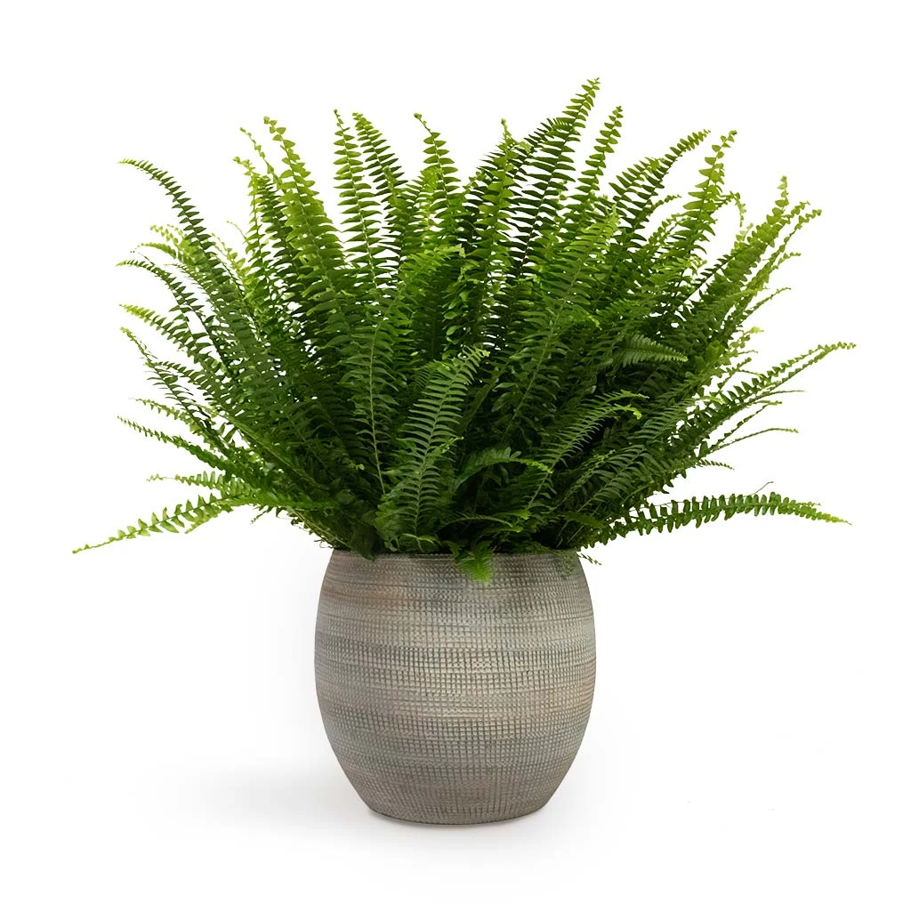 Dex Plant Pot - Earth 5 Dex Plant Pot - Earth - Image 3