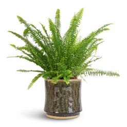 Nephrolepis Exaltata Bostoniensis - Boston Fern -Indoor Plants Store Nephrolepis exaltata Bostoniensis Boston Fern 17x40cm Nolan Plant Pot Pine 21x20cm