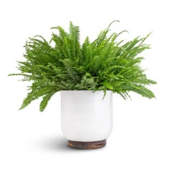 Nephrolepis Exaltata Bostoniensis - Boston Fern -Indoor Plants Store Nephrolepis exaltata Bostoniensis Boston Fern 19x50cm Jayla Plant Pot White 27x25cm