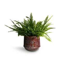 Nephrolepis Exaltata Bostoniensis - Boston Fern -Indoor Plants Store Nephrolepis exaltata Bostoniensis Boston Fern 19x50cm Noud Plant Pot Marrakesh 26x22cm