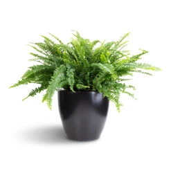 Nephrolepis Exaltata Bostoniensis - Boston Fern -Indoor Plants Store Nephrolepis exaltata Bostoniensis Boston Fern 26x75cm Sven Plant Pot Black 33x28cm 1