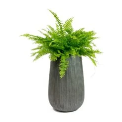 Patt High Plant Vase - Ridged Dark Grey 27 Patt High Plant Vase - Ridged Dark Grey -Indoor Plants Store Nephrolepis exaltata Bostoniensis Boston Fern Patt High Plant Vase Ridged Dark Grey 72426f50 1d8d 409c b712 c400f9c87047
