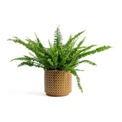 Nephrolepis Exaltata Bostoniensis - Boston Fern -Indoor Plants Store Nephrolepis exaltata Bostoniensis Boston Fern Thies Plant Pot Mustard 5c4d2b0b 1611 4b4a a1fd b010cc00fc77