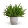 Nephrolepis Exaltata Bostoniensis - Boston Fern -Indoor Plants Store Nephrolepis exaltata Green Lady Green Lady Boston Fern 20x60cm Lagos Plant Pot Cement 23x23.5cm 5421c052 c465 4d8a bcb3 79c150693731