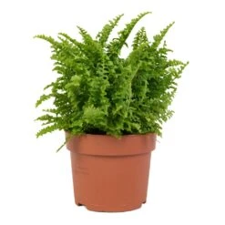 Nephrolepis Exaltata Vitale - Compact Sword Fern -Indoor Plants Store Nephrolepis exaltata Vitale Compact Sword Fern 12x20cm