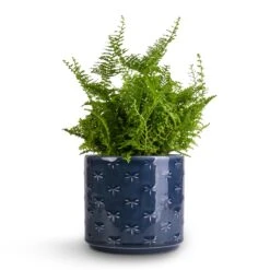Nephrolepis Exaltata Vitale - Compact Sword Fern -Indoor Plants Store Nephrolepis exaltata Vitale Compact Sword Fern 12x20cm Arley Plant Pot Blue Dragonfly 12.5x13.5cm e931d401 99e1 4b72 94c8 e21549adb5df