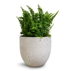 Nephrolepis Exaltata Vitale - Compact Sword Fern -Indoor Plants Store Nephrolepis exaltata Vitale Compact Sword Fern 12x20cm Cas Plant Pot Cool Grey 15x13cm