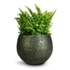 Nephrolepis Exaltata Vitale - Compact Sword Fern -Indoor Plants Store Nephrolepis exaltata Vitale Compact Sword Fern 12x20cm Noor Plant Pot Velvet Green 16x13cm