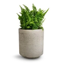 Suzi Plant Pot - Grey Washed 27 Suzi Plant Pot - Grey Washed -Indoor Plants Store Nephrolepis exaltata Vitale Compact Sword Fern 12x20cm Suzi Plant Pot Grey Washed 15x16.5cm