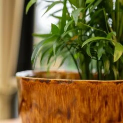 Nolan Plant Pot - Caramel -Indoor Plants Store Nolan Caramel 3