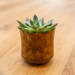 Nolan Plant Pot - Caramel -Indoor Plants Store Nolan Caramel 4