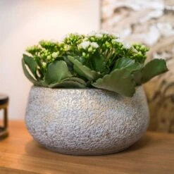 Noor Plant Bowl - Metallic Grey 11 Noor Plant Bowl - Metallic Grey -Indoor Plants Store Noor Plant Bowl Metallic Grey 2