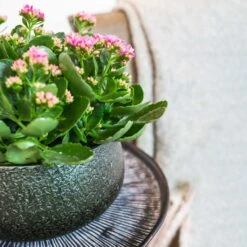 Noor Plant Bowl - Velvet Green 10 Noor Plant Bowl - Velvet Green -Indoor Plants Store Noor Plant Bowl Velvet Green 1