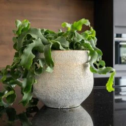 Noor Plant Pot - Metallic Grey -Indoor Plants Store Noor Plant Pot Metallic Grey 1