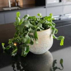 Noor Plant Pot - Metallic Grey -Indoor Plants Store Noor Plant Pot Metallic Grey 2