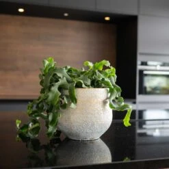 Noor Plant Pot - Metallic Grey -Indoor Plants Store Noor Plant Pot Metallic Grey 3