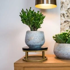 Noor Plant Pot - Metallic Grey -Indoor Plants Store Noor Plant Pot Metallic Grey 6