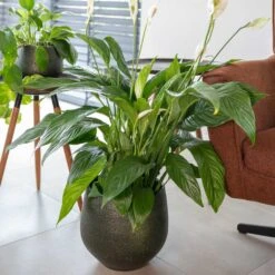 Noor Plant Pot - Velvet Green -Indoor Plants Store Noor Plant Pot Velvet Green 2