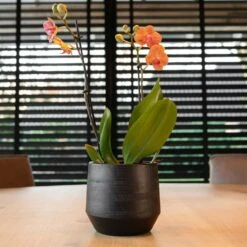 Norell Plant Pot - Black 31 Norell Plant Pot - Black -Indoor Plants Store Norell Black 07