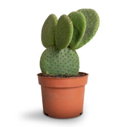 Opuntia Microdasys - Bunny Ear Cactus -Indoor Plants Store Opuntia microdasys Bunny Ear Cactus 10.5x15cm
