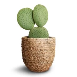 Opuntia Microdasys - Bunny Ear Cactus -Indoor Plants Store Opuntia microdasys Bunny Ear Cactus 10.5x15cm Cody Plant Pot Straw Grass