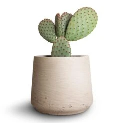 Patt Plant Pot - Grey Washed 38 Patt Plant Pot - Grey Washed -Indoor Plants Store Opuntia microdasys Bunny Ear Cactus 10.5x15cm Patt Plant Pot Grey Washed 7eacf662 3b29 429b b6f4 1321dbae0f22