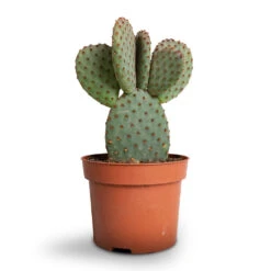Opuntia Microdasys - Bunny Ear Cactus -Indoor Plants Store Opuntia microdasys Bunny Ear Cactus 12x20cm