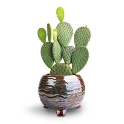 Dewi Plant Pot - Marrakesh -Indoor Plants Store Opuntia microdasys Bunny Ear Cactus 12x20cm Dewi Plant Pot Marrakesh 18x14cm a680b3c4 dfe2 432e a6b1 4b79dce90d18