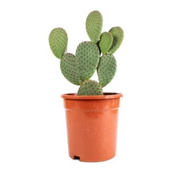 Opuntia Microdasys - Bunny Ear Cactus -Indoor Plants Store Opuntia microdasys Bunny Ear Cactus 17x35cm