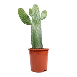 Opuntia Rubescens Consolea - Road Kill Cactus -Indoor Plants Store Opuntia rubescens Consolea Road Kill Cactus 17x35cm