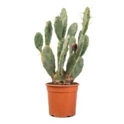 Opuntia Vulgaris - Prickly Pear Cactus -Indoor Plants Store Opuntia vulgaris Prickly Pear Cactus 17x50cm
