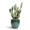 Opuntia Vulgaris - Prickly Pear Cactus -Indoor Plants Store Opuntia vulgaris Prickly Pear Cactus 17x50cm Jolin Plant Pot Forest 20x18cm