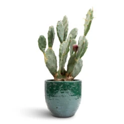 Jolin Plant Pot - Forest -Indoor Plants Store Opuntia vulgaris Prickly Pear Cactus 17x50cm Jolin Plant Pot Forest 20x18cm 85b44294 f69f 45c0 b708 c80b24752d9e